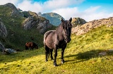 Cavalli nel Parco Naturale di Aiako Harria nei Paesi Baschi