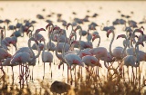 Marshes in the Doñana National Park