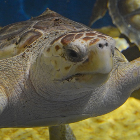 Acuario de Sevilla