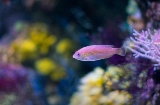 ヒホン水族館の魚