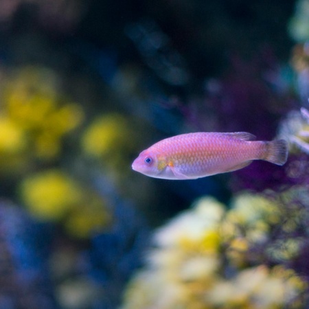 Pez en el acuario de GIjón