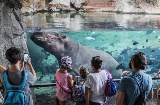 Nilpferde in der Kitum-Höhle. Bioparc Valencia