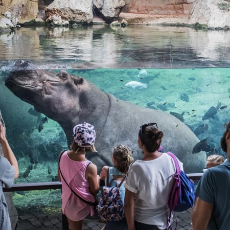 Hipopótamos na caverna de Kitum. Bioparc Valência