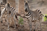 Oasis Wildlife Fuerteventura