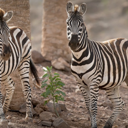 Oasis Wildlife Fuerteventura