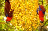 ロロパークで木の実を食べるインコ