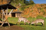 Parc de la nature de Cabárceno