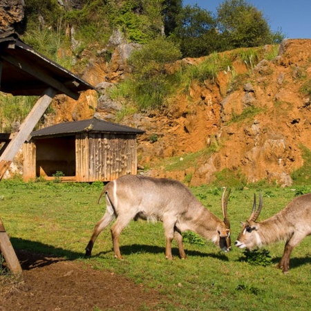 Cabárceno Wildlife Park