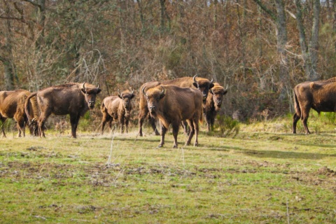 Bison Bonasus. Réserve et centre d'interprétation du bison européen