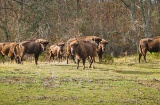 Bison Bonasus. Réserve et centre d'interprétation du bison européen