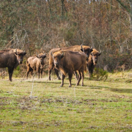 Bison Bonasus. European Bison Reserve and Visitor Centre