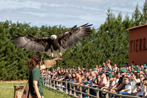 Esibizione di falconeria