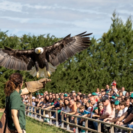 Bird of prey exhibition