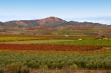 Weingärten in Aldeanueva de Ebro – Ciudad del Vino (La Rioja)