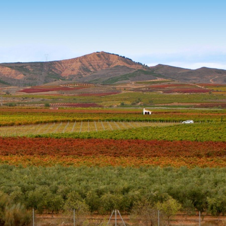 Viñedos en Aldeanueva de Ebro – Ciudad del Vino (La Rioja)