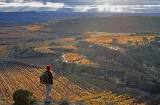 A hiker contemplating the vineyards of San Vicente de la Sonsierra. La Rioja