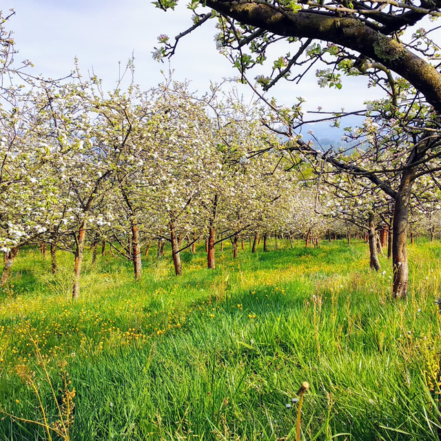 Huerto de manzanos en Nava, Asturias