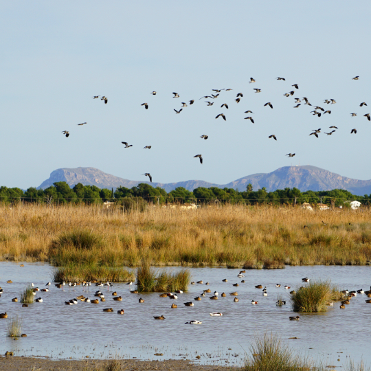 Birds in the Albufera nature reserve in Mallorca, Balearic Islands 