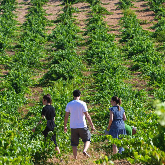 Turistas em vinhedos de Zamora, Castilla y León