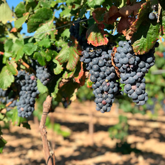 Vid garnacha tintorera