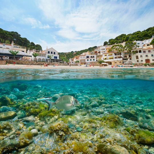 Widok z wody na ogromną różnorodność gatunków, które można zobaczyć podczas snorkelingu w Cala Sa Tuna w Begur w Geronie