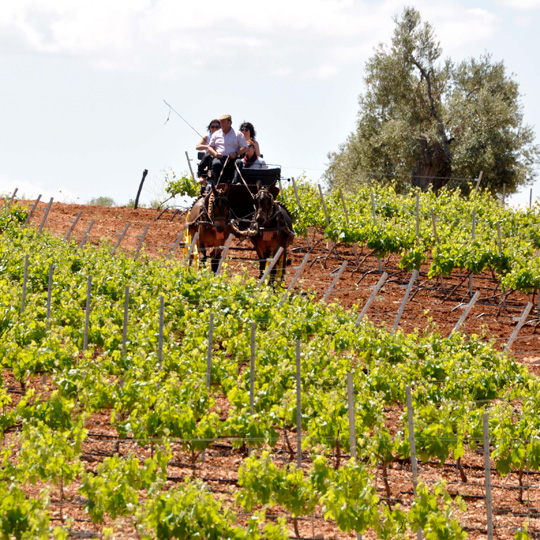 Route du vin et du cava Ribera del Guadiana