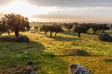 Sonnenuntergang über der typischen Landschaft Extremaduras