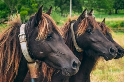 Grupo de asturcones