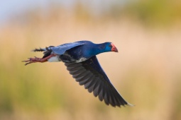 Poule sultane dans les marais du parc national de Doñana à Huelva, Andalousie