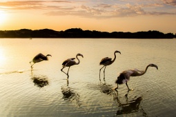 Un groupe de flamants s’envole dans le parc national de Doñana, Huelva