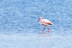 Flamencos en el Parque Natural del Delta de L'Ebre en Tarragona, Cataluña